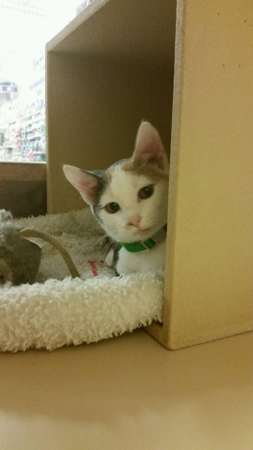 Meredith