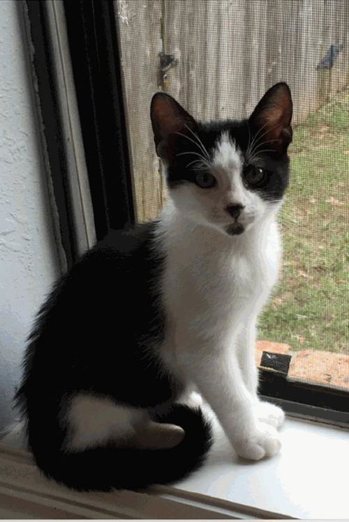 Piper