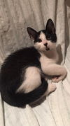 Piper