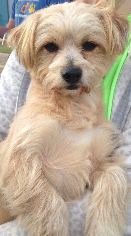 Benji
