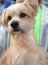 Benji