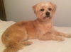 Benji