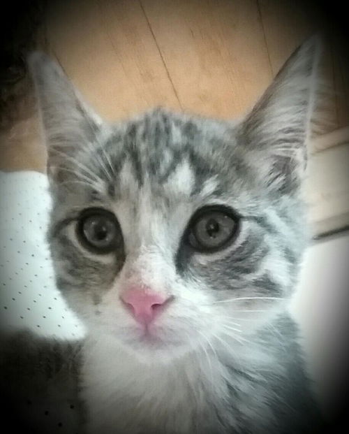 Mittens