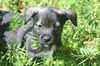 Carson (New Pics)