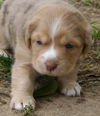 Bernie