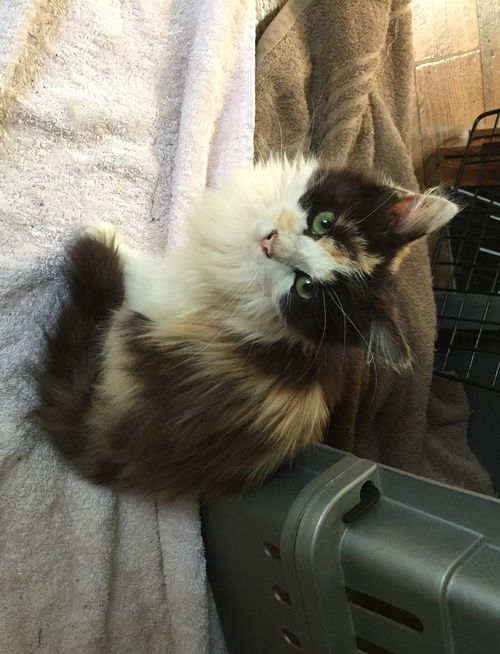 Chloe