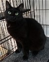 adoptable Cat in colonia, NJ named Stowaway