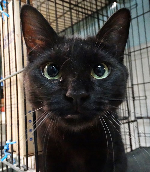 STOWAWAY - Domestic Short Hair available for adoption