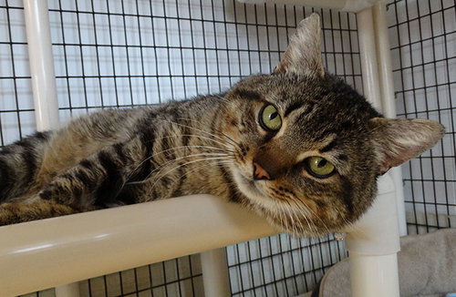 MR. SNUFFLEUPAGUS - Domestic Short Hair available for adoption