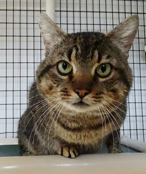 MR. SNUFFLEUPAGUS - Domestic Short Hair available for adoption