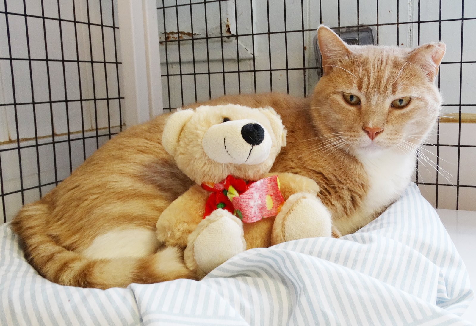 adoptable Cat in Colonia, NJ named Sammy
