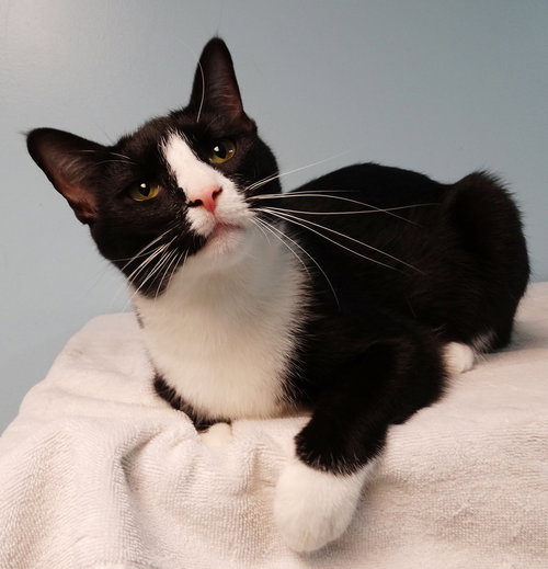 TIA - Domestic Short Hair available for adoption
