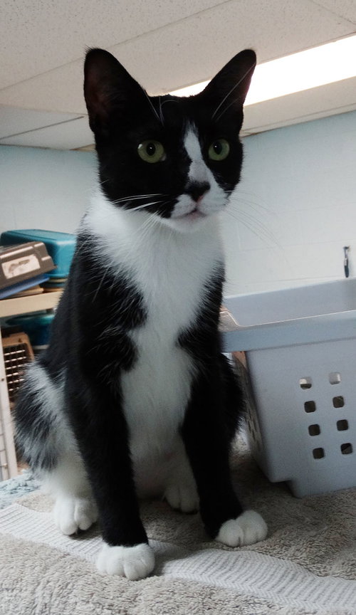 MIA - Domestic Short Hair available for adoption