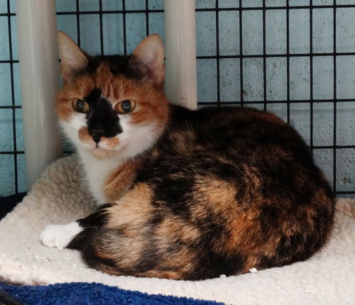 PRINCESA - Calico available for adoption