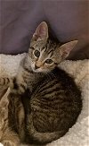 adoptable Cat in , NJ named Kali