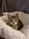 adoptable Cat in , NJ named Kairi