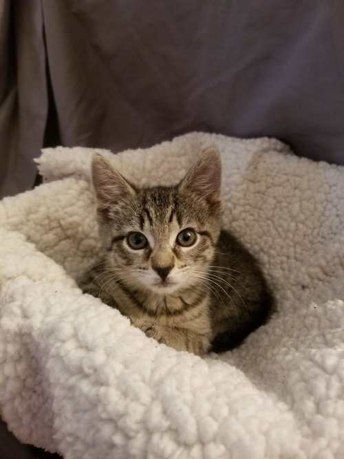 picture of the cat needing adoption