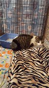 adoptable Cat in colonia, NJ named Samantha 4