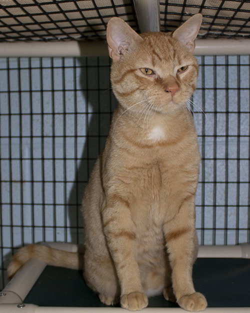 MILO - Domestic Short Hair / Tabby available for adoption