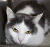 adoptable Cat in colonia, NJ named Donnie