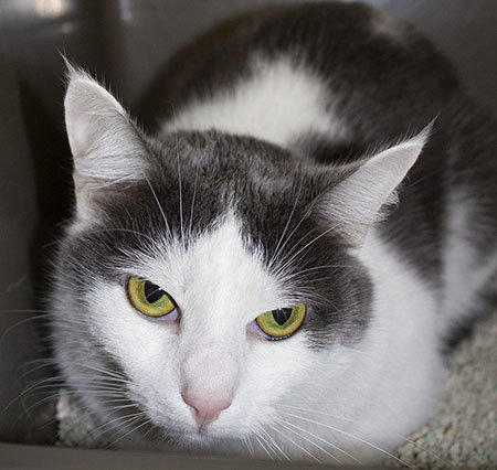 picture of the cat needing adoption