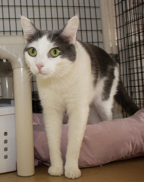 DONNIE - Domestic Short Hair available for adoption