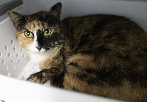 picture of the cat needing adoption