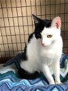 adoptable Cat in colonia, NJ named Ciara (Keera)