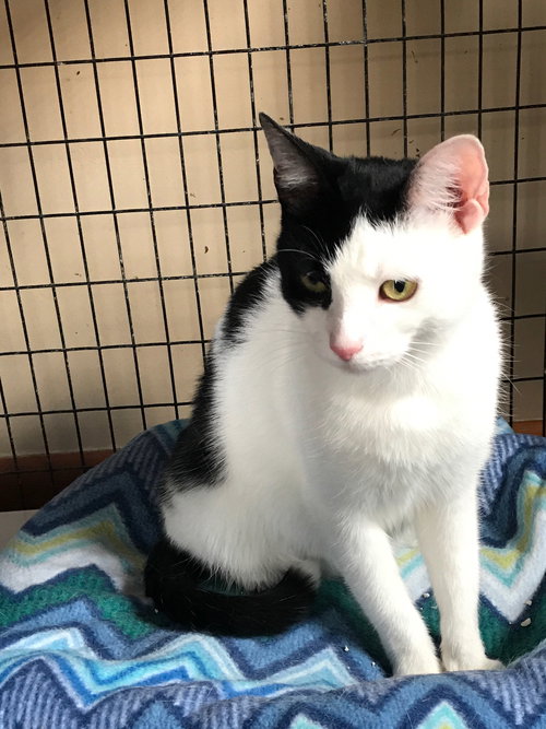 CIARA (KEERA) - Domestic Short Hair available for adoption