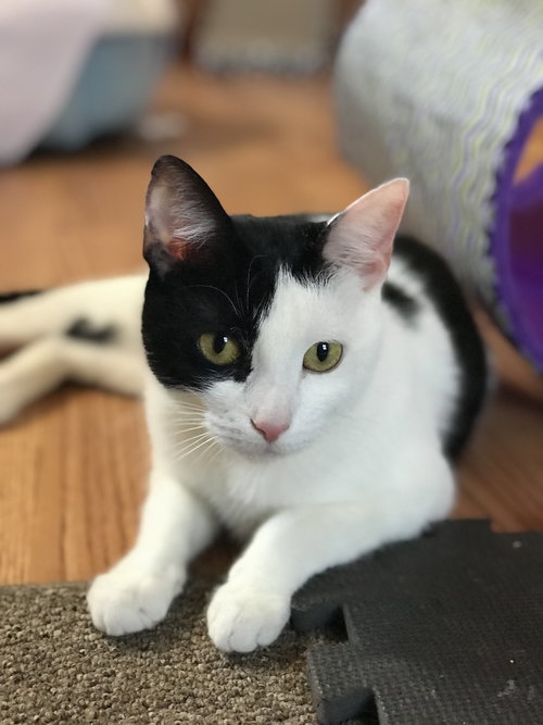 CIARA (KEERA) - Domestic Short Hair available for adoption