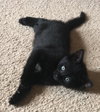 Leia - Photo 3