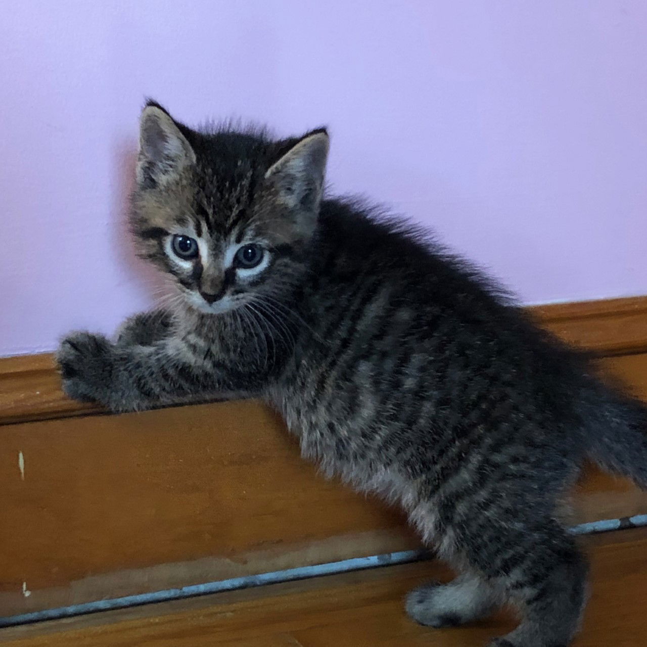 adoptable Cat in Colonia, NJ named Rowen