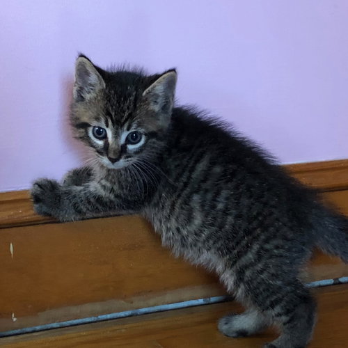 ROWEN - Domestic Short Hair available for adoption