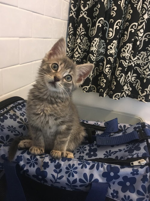 THUNDER CAT (TC) - Domestic Short Hair available for adoption