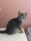 Thunder Cat (TC) - Photo 2