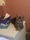 Thunder Cat (TC) - Photo 3