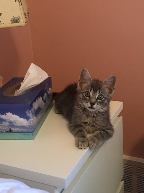 Thunder Cat (TC) photo 3