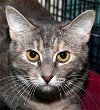 adoptable Cat in colonia, NJ named Catalina