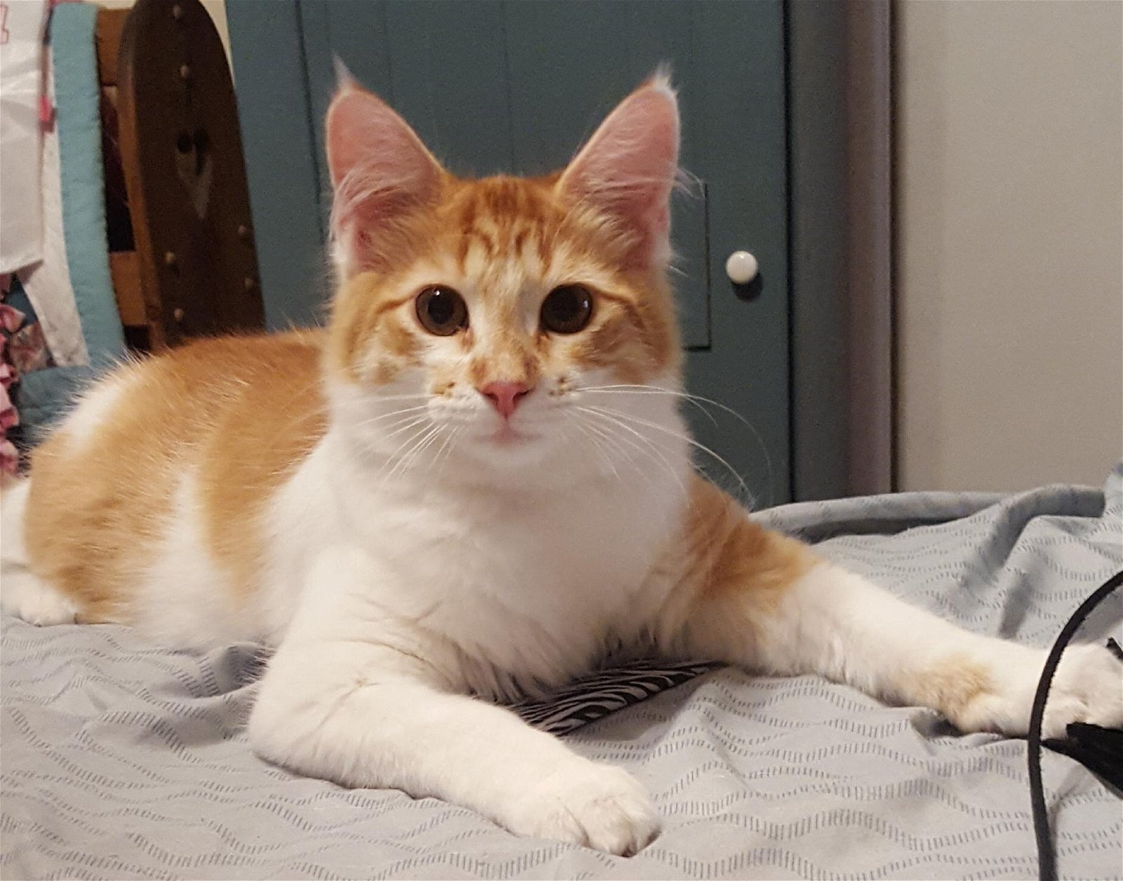 adoptable Cat in Colonia, NJ named Julius