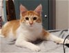 adoptable Cat in , NJ named Julius