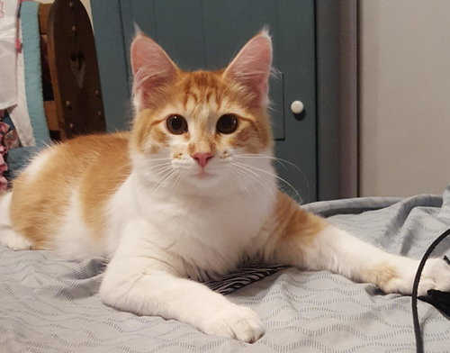JULIUS - Domestic Medium Hair available for adoption