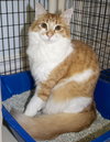 Julius - Photo 2