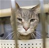 adoptable Cat in colonia, NJ named Oakley