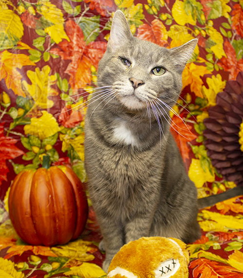 OAKLEY - Domestic Short Hair available for adoption