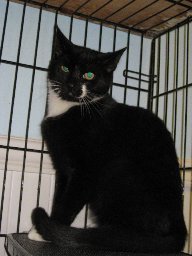 adoptable Cat in Colonia, NJ named Slinky