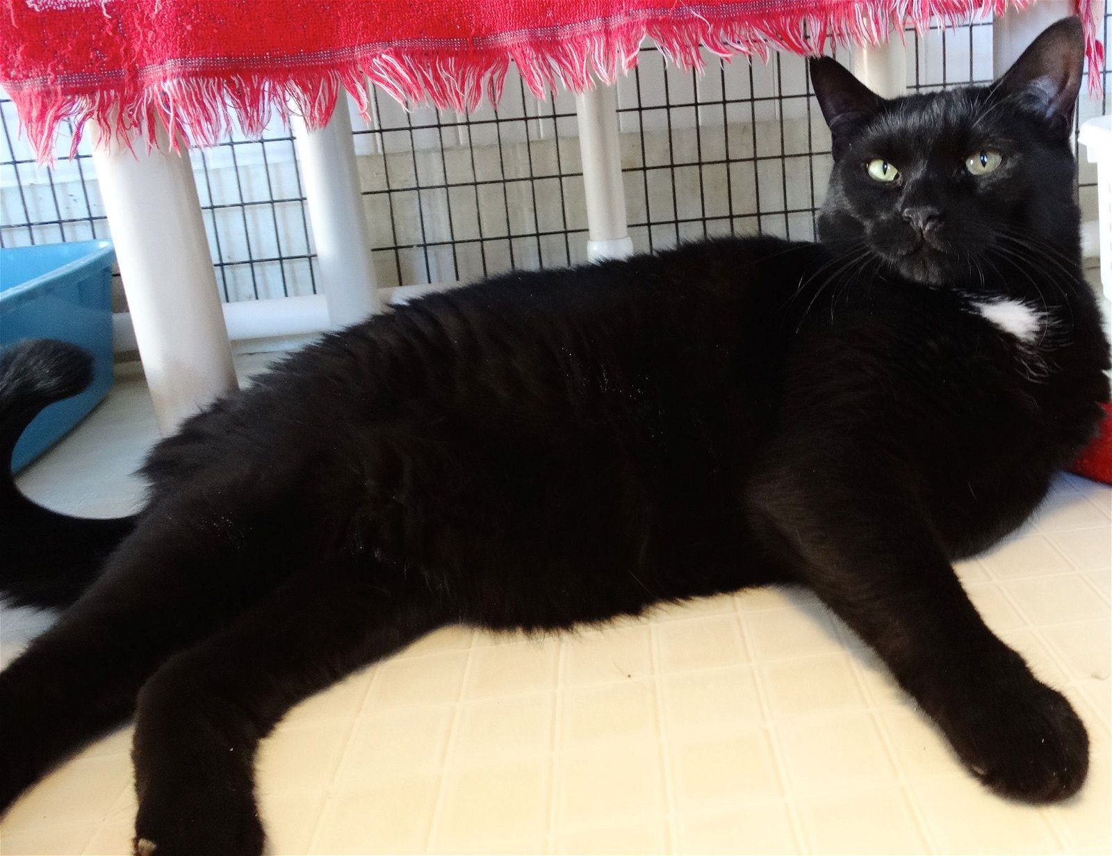 adoptable Cat in Colonia, NJ named Shadow