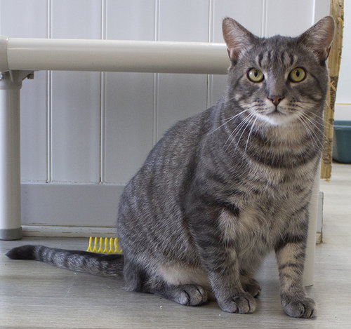BENTLEY - Domestic Short Hair available for adoption