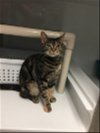 adoptable Cat in , NJ named Isabel