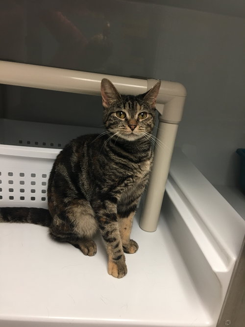 ISABEL - Domestic Short Hair available for adoption