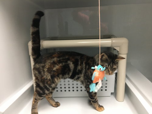 ISABEL - Domestic Short Hair available for adoption